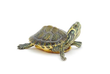 Turtle clipart