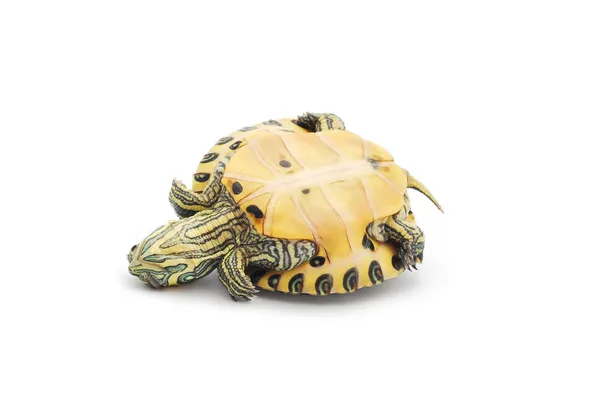 Ondersteboven schildpad — Stockfoto