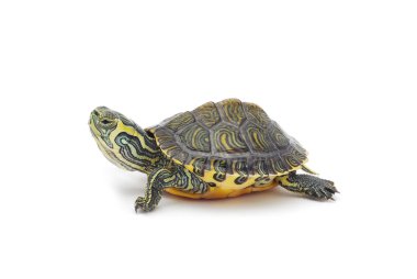 Turtle clipart