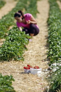 Fresh picked strawberries clipart