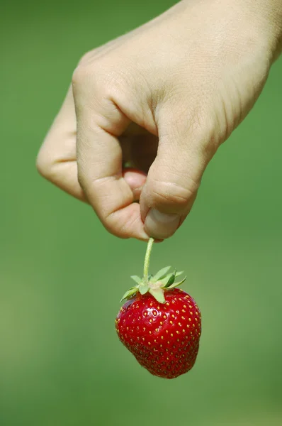 Fresh picked strawberry — Stock Photo, Image
