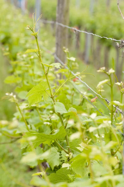 Fechar as folhas de videira de uva — Fotografia de Stock