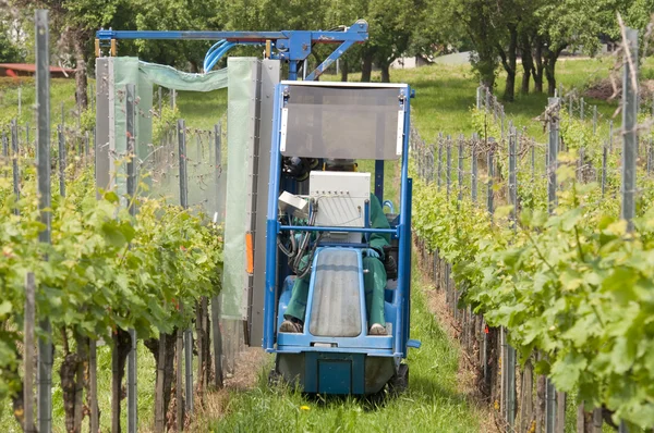 Опрыскивание виноградных лоз в винограднике — стоковое фото