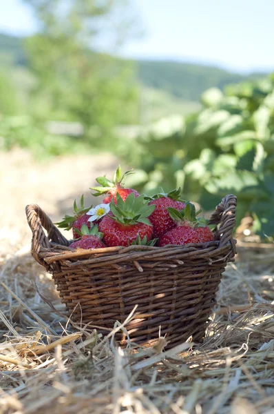 Aardbeien in de mand — Stockfoto