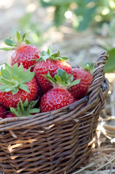 Strawberries in the basket — Stock Photo, Image