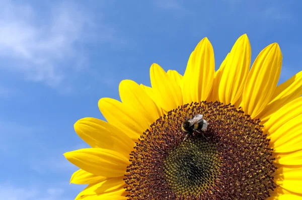 Słonecznik z Pszczoła — Zdjęcie stockowe