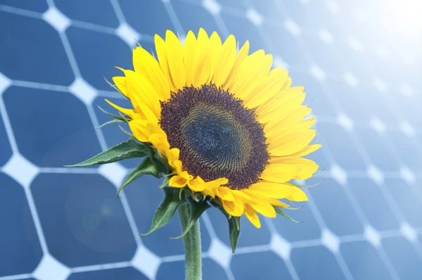 Zonnebloem en zonnepanelen — Stockfoto