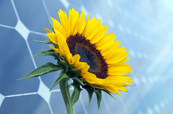 向日葵和太阳能电池板的阳光 — 图库照片