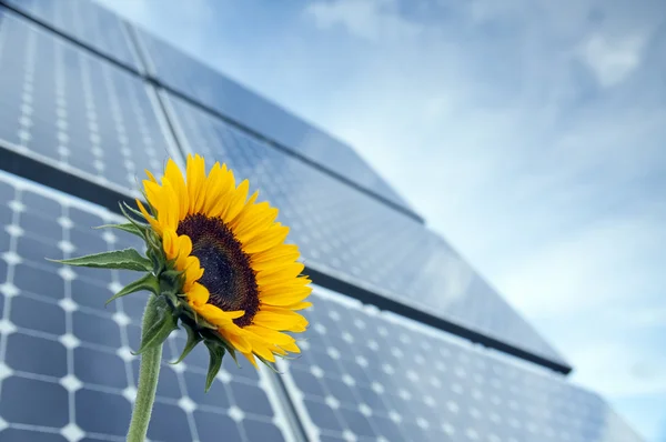 stock image Sunflower and solar panels with sunshine