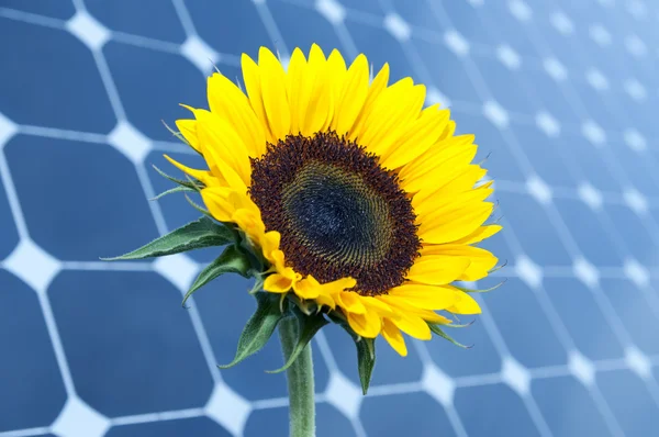 Sunflower and solar panels — Stock Photo, Image