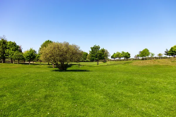 Зеленая трава на поле для гольфа — стоковое фото
