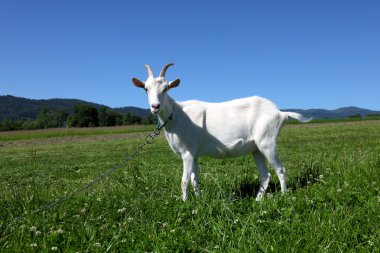 White Goat clipart