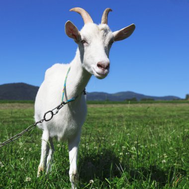 Goat looking at camera clipart