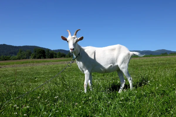Koza biała — Zdjęcie stockowe