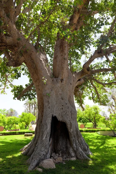 Kadim çınar ağacında jericho, İsrail — Stok fotoğraf