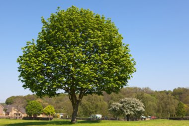 Tree in green park clipart