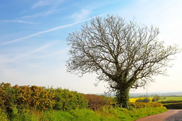 Весеннее дерево на зеленом поле — стоковое фото