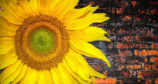 Sunny slunečnice nápis — Stock fotografie