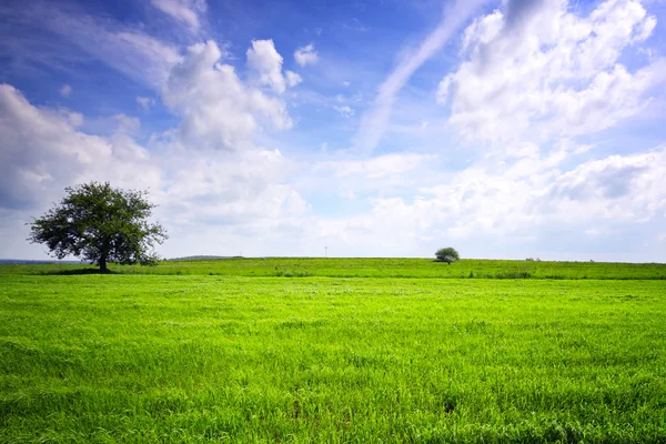 Groene boom in een veld op blauwe lucht — Stockfoto