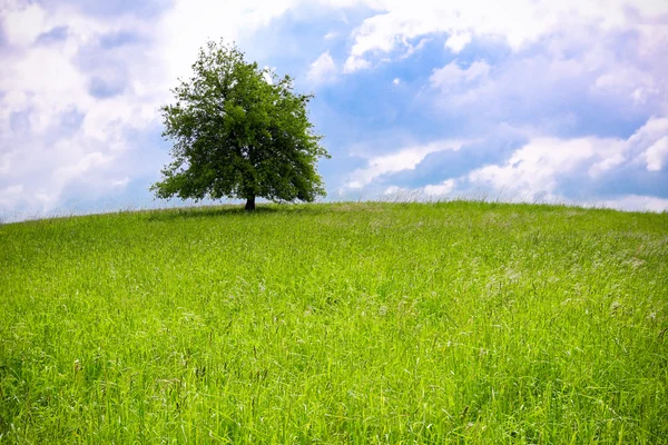Zelená krajina a strom — Stock fotografie