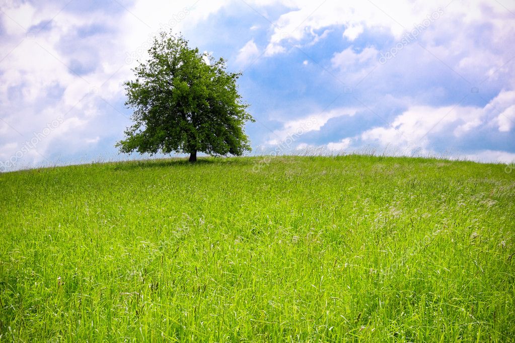 Green landscape and tree