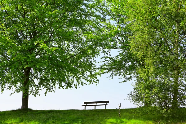緑豊かな公園のベンチ — ストック写真
