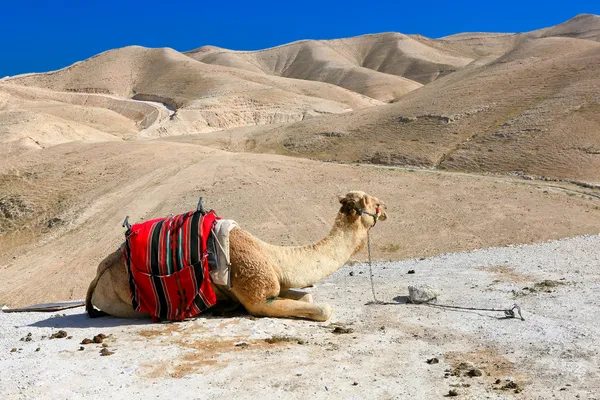 Um camelo no deserto — Fotografia de Stock