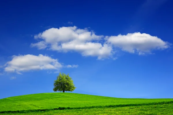 Pradera verde y árbol en el cielo azul — Foto de Stock