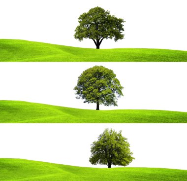 Green environment and tree clipart