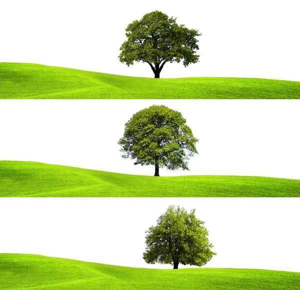 绿色环境和树 — 图库照片
