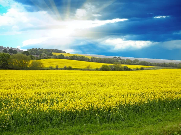 Spring rural landscape — Stock Photo, Image