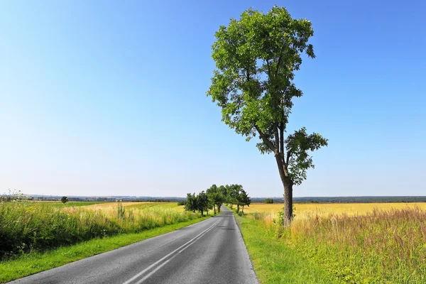 Summer country road — Stock Photo, Image
