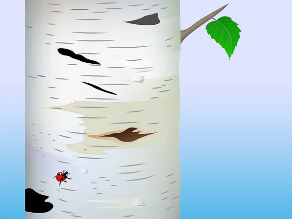白桦树的树干 — 图库矢量图片