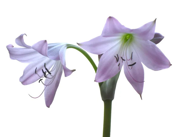 Dwoje kwiaty — Zdjęcie stockowe