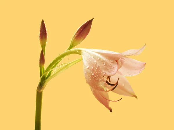 Blume mit Tau — Stockfoto