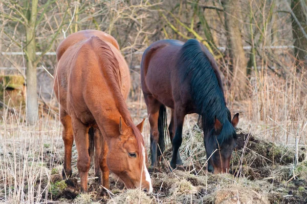 stock image Horse