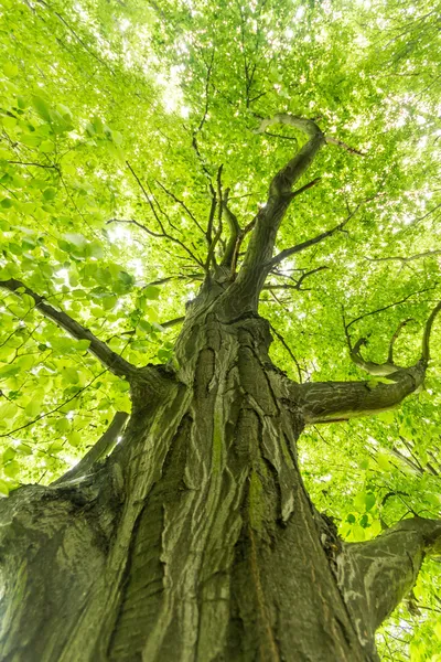 Árbol — Foto de Stock