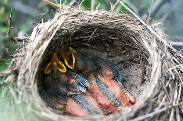 stock image Birds young