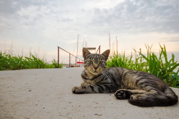 Кішка, тварина серія — стокове фото