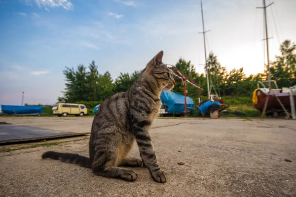 Gatto, serie animale — Foto Stock