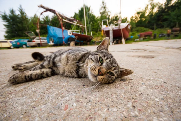 Gato, série animal — Fotografia de Stock