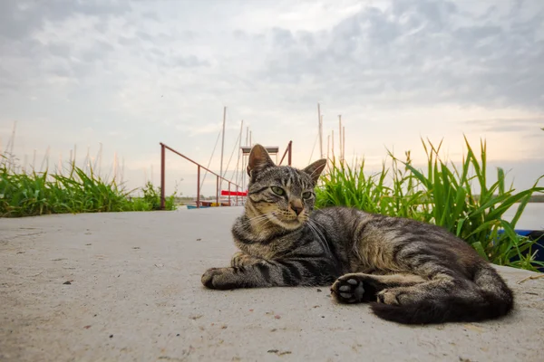 고양이, 동물 시리즈 — 스톡 사진