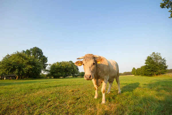 Серия коров — стоковое фото