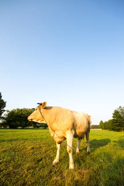 牛动物系列 — 图库照片