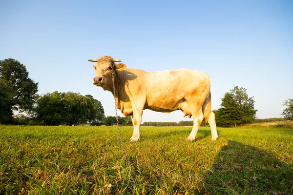 Zwierzę serii krowa — Zdjęcie stockowe