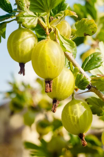 stock image Fruit