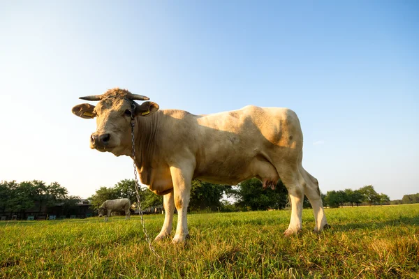 Série de vacas — Fotografia de Stock