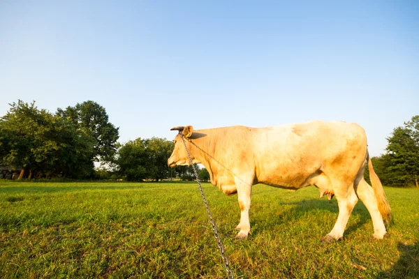 牛の動物シリーズ — ストック写真