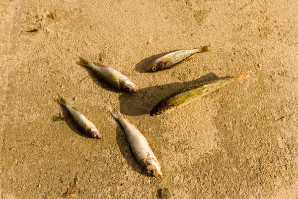 Peşte — Fotografie, imagine de stoc