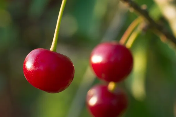 stock image Fruit